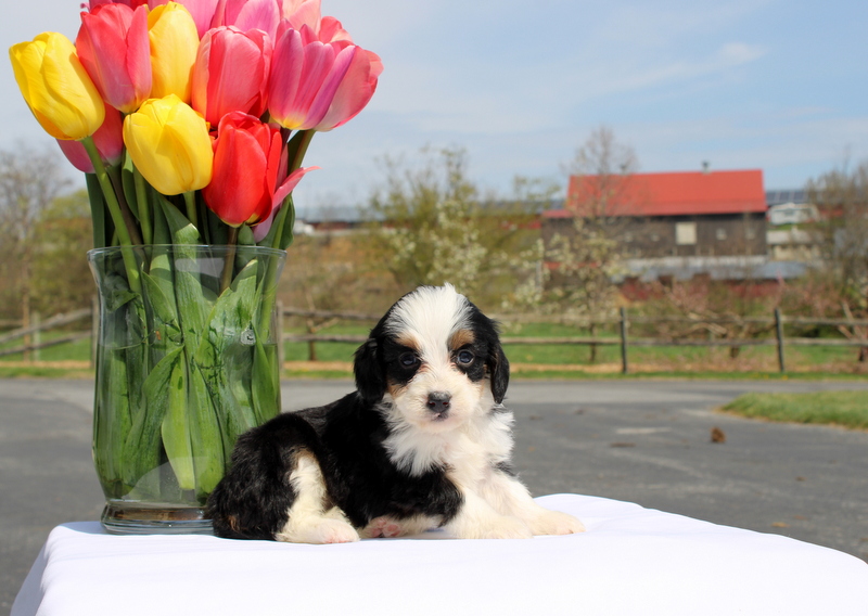 puppy, for, sale, Mini Bernedoodle F2, Matthew B. Stoltzfus, dog, breeder, Gap, PA, dog-breeder, puppy-for-sale, forsale, nearby, find, puppyfind, locator, puppylocator, aca